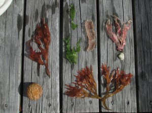 Waihi green and pink algae