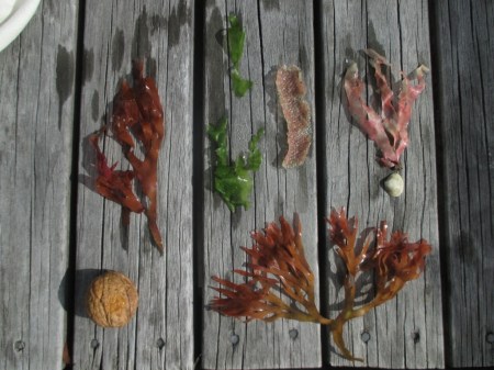 Waihi green and pink algae