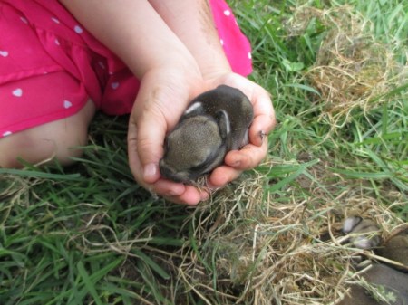 Luna holding a baby rabbit