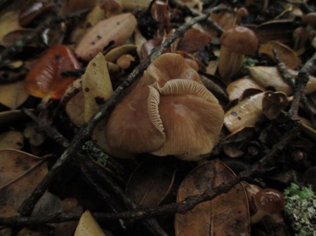 curling overlapped mushrooms