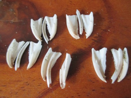 aristotle's lantern pieces