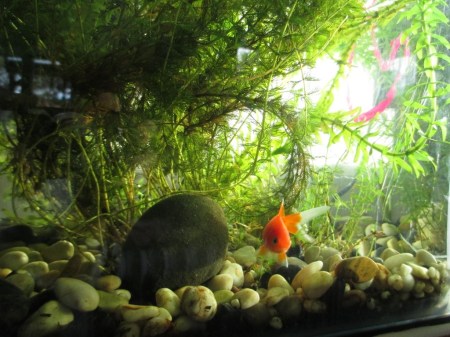 New Mary in the aquarium