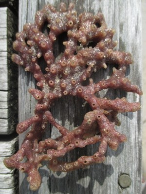 Waihi pink sea sponge