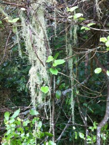 Abbey Caves more strands of lichen