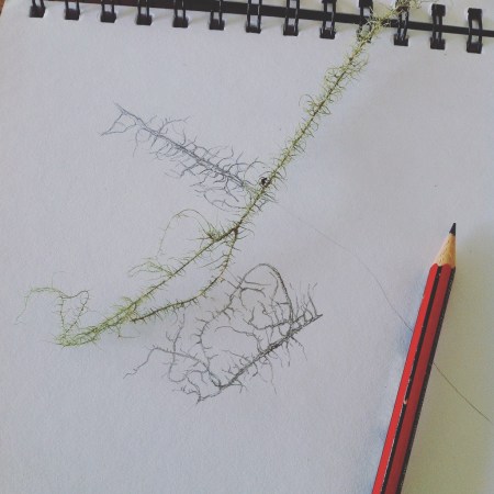 Lichen sketch