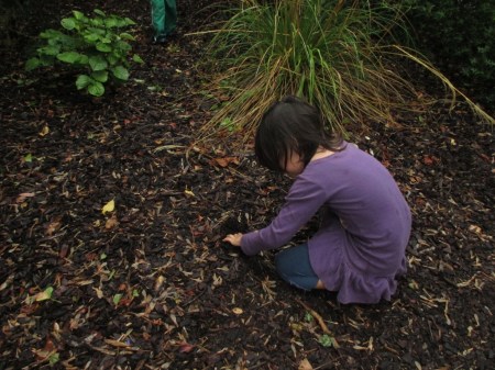 Luna digging up birds nest fungi