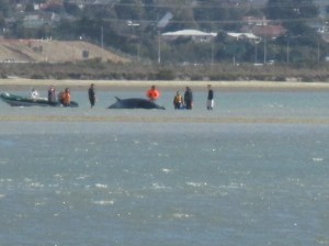 Eric Armishaw res beach whale