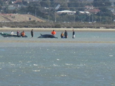 Eric Armishaw res beach whale
