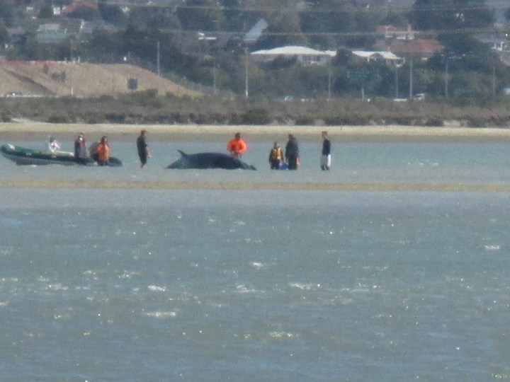 The beached whale