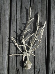 Waihi fine dried sponge on bivalve