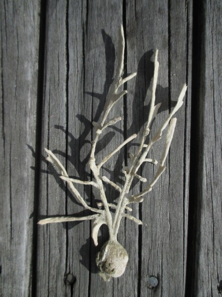 Waihi fine dried sponge on bivalve