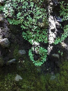 Karekare rock plants