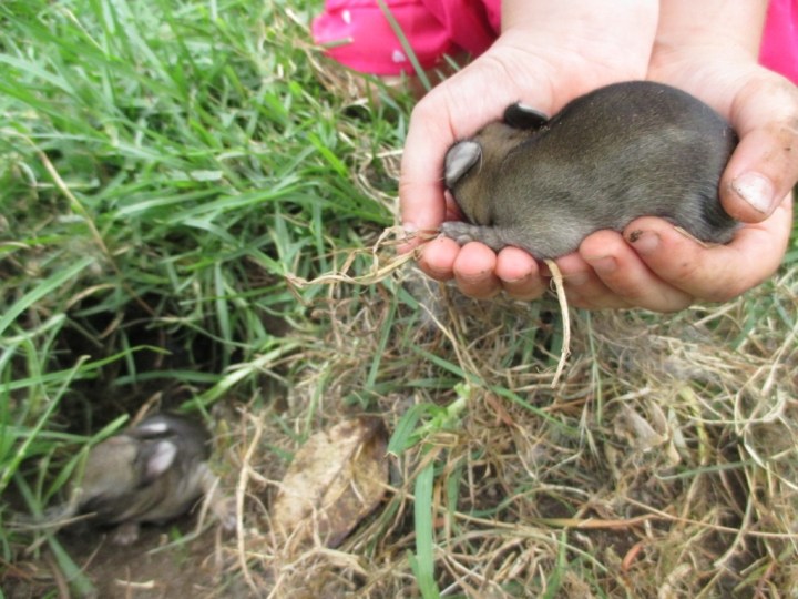 Summer fun times – baby rabbits and Hornby&nbsp;Trains