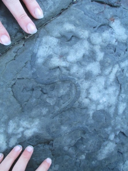 long fossil