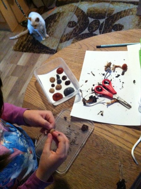 Luna preparing more fungi for spore prints with Austin