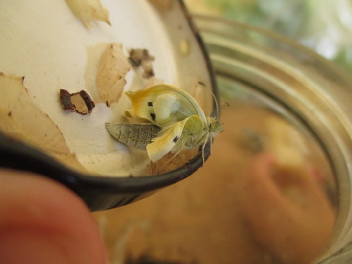 a jar of white&nbsp;butterflies
