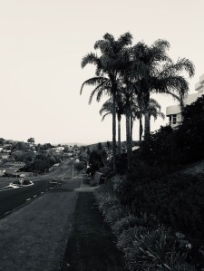 Lockdown walks nikau plams kamo black and white