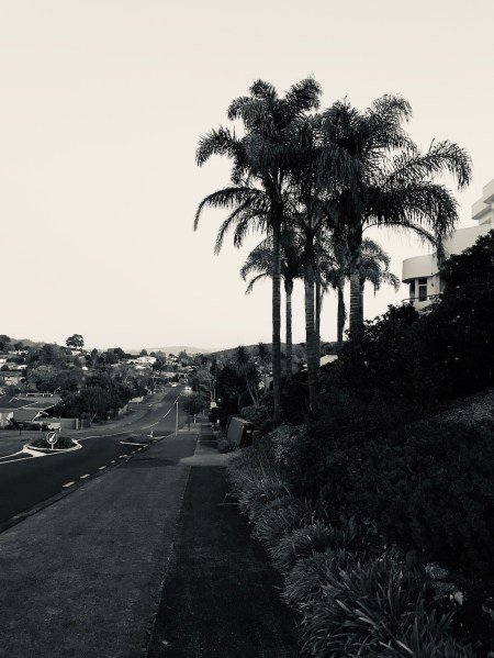 Lockdown walks nikau plams kamo black and white