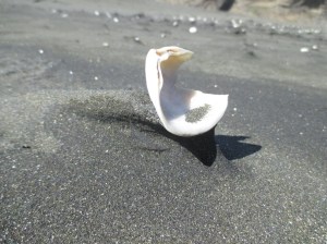 Karekare sandsculptures big shell