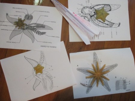 echinoderms on the print outs