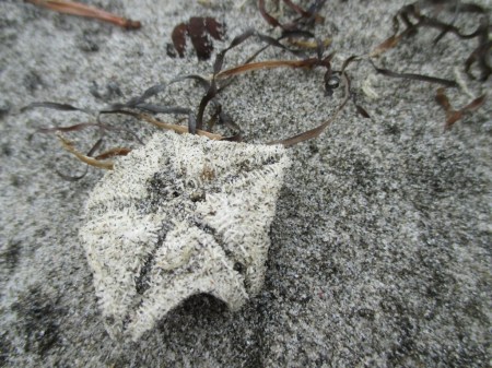 cushion sea star