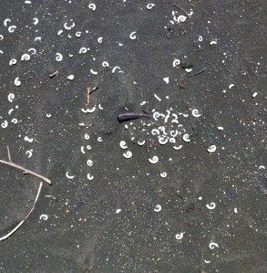 Karekare dune spirilla spirals