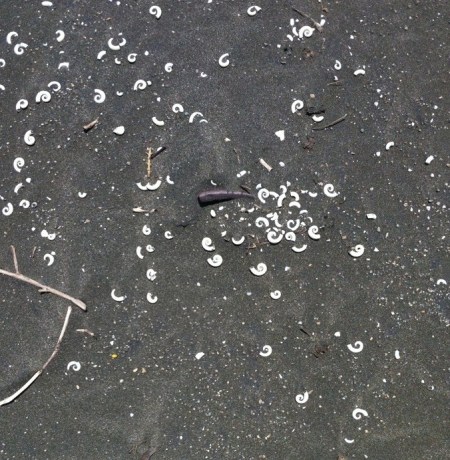 Karekare dune spirilla spirals