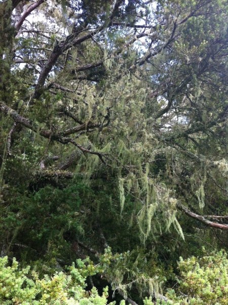 Abbey Caves tree lichen
