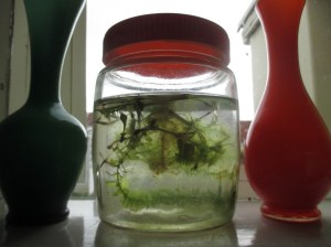 window on the windowsil