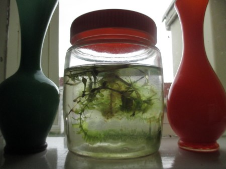 window on the windowsil